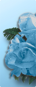 Bouquet Of Roses Blue